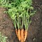 Image result for Carrot Seeds