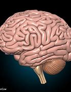Image result for What Your Brain Looks Like