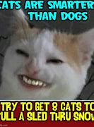 Image result for Funny Cat Dog Memes