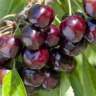 Bildergebnis für Prunus avium Noir de Mechas