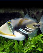 Image result for Humu Triggerfish