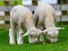 Image result for New Zealand Sheep