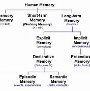 Image result for Iconic Memory Psychology