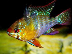 Image result for Purple Ram Fish