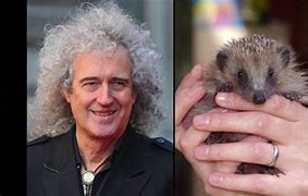 Image result for Hedgehog Evolution