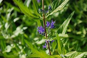 Image result for Caryopteris clandonensis Worcester Gold