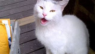 Image result for White Cat Meowing