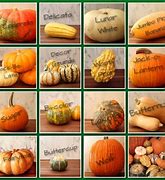 Image result for Pumpkin Type Squash