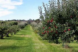 Image result for Macoun Apple Tree