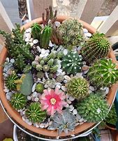 Image result for Cactus Plants in Pots