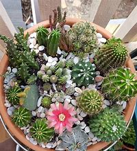 Image result for Succulent Cactus