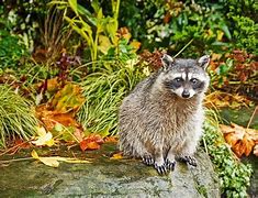 Image result for Raccoon Dog in Autumn