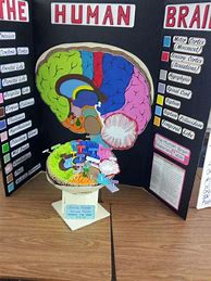 Image result for Human Brain Project