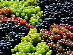 Image result for Colors of Grapes