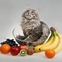 Image result for Cat Eating Fruit