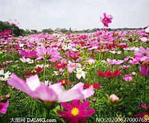 Image result for 遍地开花