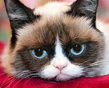 Image result for Grumpy Cat HD