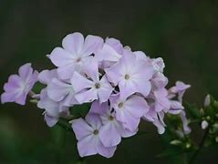 Image result for Phlox Utopia (Paniculata-Group)