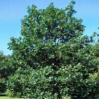 Image result for Quercus hispanica Waasland
