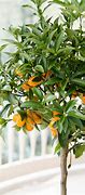 Image result for Sweet Orange Lemon Tree