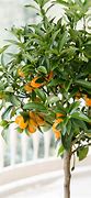 Image result for Orange and Lemon Tree