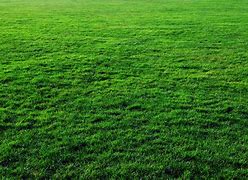 Image result for Grass Ground Texture Jpg