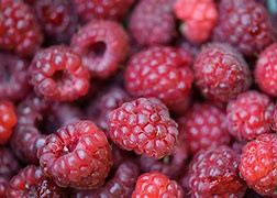 Image result for Rubus idaeus tulameen