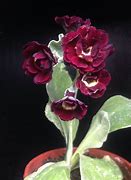 Image result for Primula auricula Black Jack