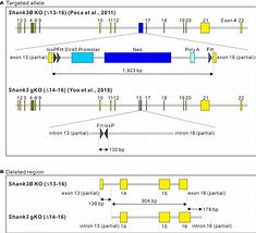 Image result for Neo 2 Casset Bodies Chart