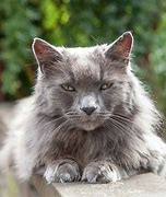 Image result for Cats with Old Fure