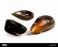 Image result for Blue Mussel