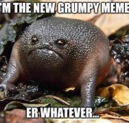 Image result for Grumpy Frog Meme