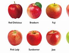 Image result for Different Apples