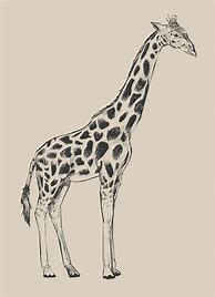 Image result for Giraffe Illustration