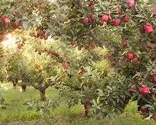Image result for Apple Orchard Screensaver
