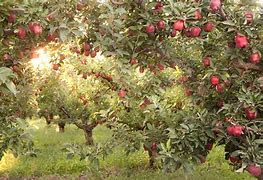 Image result for Largest Apple Orchard