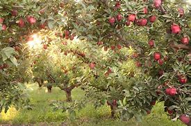 Image result for Apple Garden Near Me