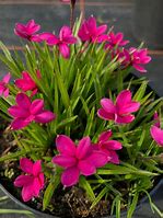 Image result for Rhodohypoxis milloides