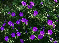 Image result for Geranium clarkei Kashmir Purple