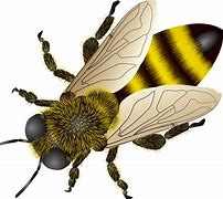 Image result for Bee Image Transparent Background