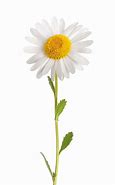Image result for Wild Flowers On White Background