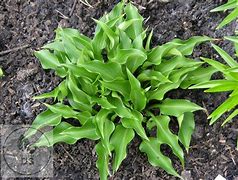 Hosta Harry Van Trier [J.S.] に対する画像結果