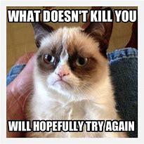 Image result for Grumpy Cat Meme Angry