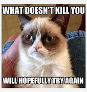 Image result for Grumpy Cat Meme PFP