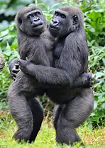 Image result for Gorilla Couple