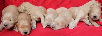 Image result for Photo of Both the Parent Dogs and Their Offspring