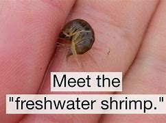 Image result for Shrimp Water