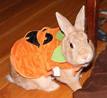 Image result for Halloween Costumes for Pet Rabbits