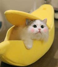 Image result for Cute Banana Cat