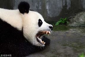 Image result for Boggle Head Panda